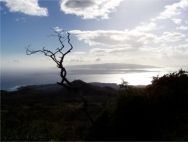 Bild: Vertrockneter Baum, Maui, USA 2005