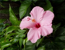 Bild: Hibiskusblte, Boca Raton, Florida, 2004